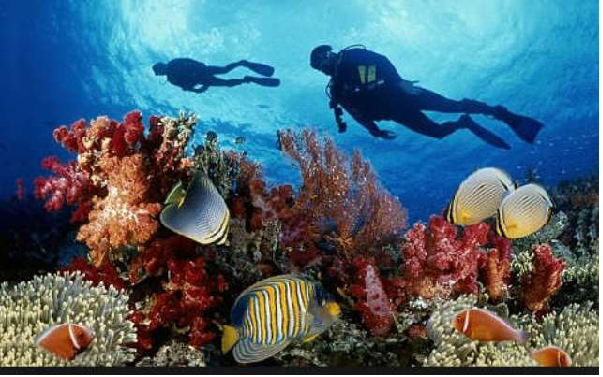 Lặn ngụp ngắm san hô và khám phá đáy đại dương tại đảo Bình Ba