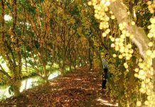 Vườn trái cây Mỹ Khánh hấp dẫn khách du lịch