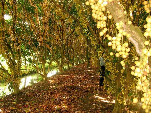 Vườn trái cây Mỹ Khánh đẹp đến nao lòng, hấp dẫn khách du lịch