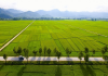 Vẻ đẹp thu hút của cánh đồng Mường Thanh Điện Biên