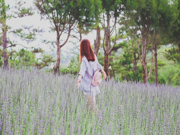 Khám phá vườn hoa lavender Đà Lạt