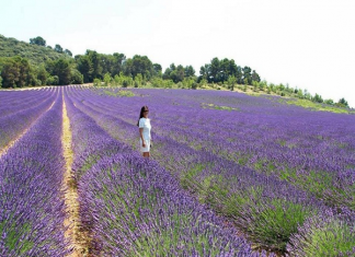 Vườn hoa lavender Đà Lạt điểm đến thu hút du khách