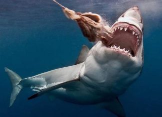 Nhìn thấy cá mập là điềm báo gì