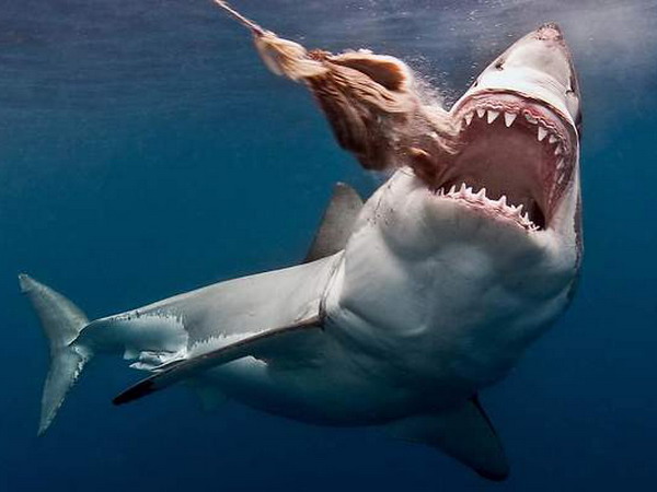 Nhìn thấy cá mập đánh con gì trúng lớn, là điềm báo gì