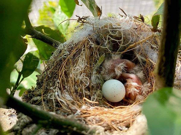 Giải mã nằm mơ thấy tổ chim non điềm gì?