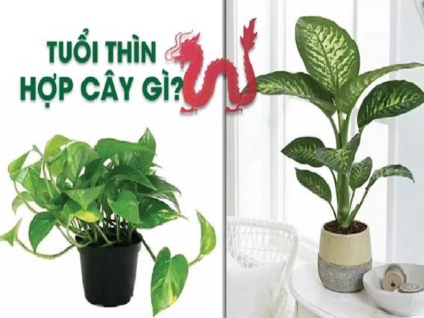 Vậy tuổi Thìn hợp với loại cây nào?