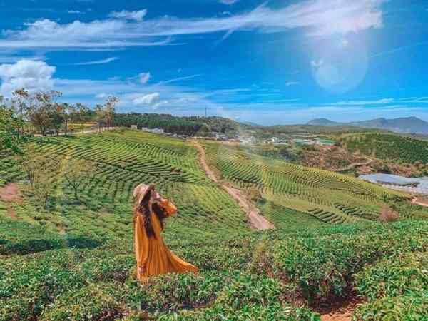 Đồi chè Cầu Đất 