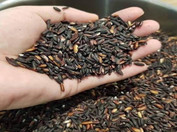 Gạo lứt cẩm – Hạt gạo đặc biệt của Đắk Lắk