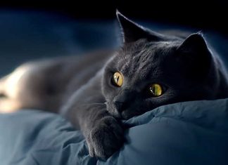 Liệu giấc mơ thấy mèo đen có thật sự là điềm gở không?