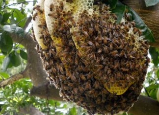 Giải mã giấc mơ thấy tổ ong ẩn chứa thông điệp gì?