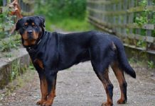 Mơ thấy chó đen quấn quýt, chó đen đuổi cắn đánh con gì Mơ thấy chó đen quấn quýt, chó đen đuổi cắn đánh con gì