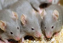 Nằm mơ thấy nhiều chuột có số gì may mắn phát tài