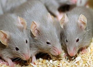 Nằm mơ thấy nhiều chuột có số gì may mắn phát tài Nằm mơ thấy nhiều chuột có số gì may mắn phát tài