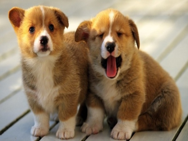 Giải mã chi tiết các trường hợp mơ thấy chó đẻ