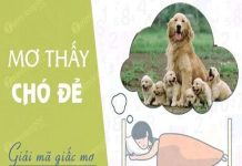 Nằm mơ thấy chó đẻ là điêm gì, là cát khí hay hạn vận? Nằm mơ thấy chó đẻ là điêm gì, là cát khí hay hạn vận?