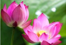 Nằm mơ thấy hoa sen là điềm gì? Có phải báo hiệu tài lộc?