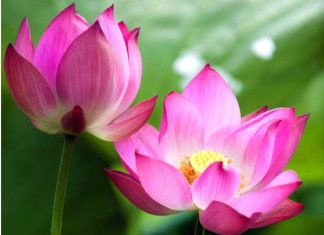 Nằm mơ thấy hoa sen là điềm gì? Có phải báo hiệu tài lộc?