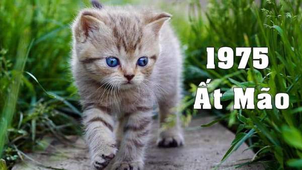 Tổng quan tử vi tuổi Ất Mão ngày 26/12/2025 hên hay xui?