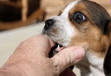 Mơ thấy chó cắn vào tay có điềm gì, chọn số nào tài lộc ?