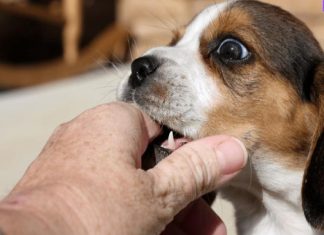 Mơ thấy chó cắn vào tay có điềm gì, chọn số nào tài lộc ? Mơ thấy chó cắn vào tay có điềm gì, chọn số nào tài lộc ?