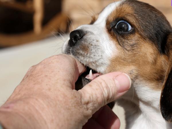 Mơ thấy chó cắn vào tay có điềm gì, chọn số nào tài lộc ?