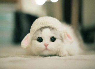 Mơ thấy mèo con là điềm gì? Giải mã số may mắn liên quan Mơ thấy mèo con là điềm gì? Giải mã số may mắn liên quan