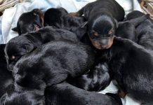 Nằm mơ thấy chó con màu đen là điềm gì, con số gì hên? Chiêm bao thấy chó con màu đen cắn chân