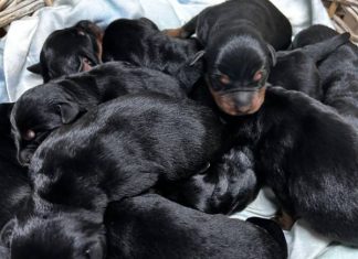 Nằm mơ thấy chó con màu đen là điềm gì, con số gì hên? Chiêm bao thấy chó con màu đen cắn chân