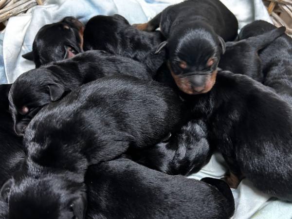 Nằm mơ thấy chó con màu đen là điềm gì, con số gì hên?