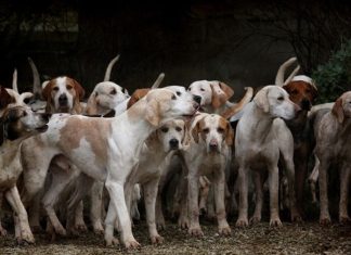 Nằm mơ thấy đàn chó là điềm gì, chọn con gì đổi đời? Nằm mơ thấy đàn chó là điềm gì, chọn con gì đổi đời?