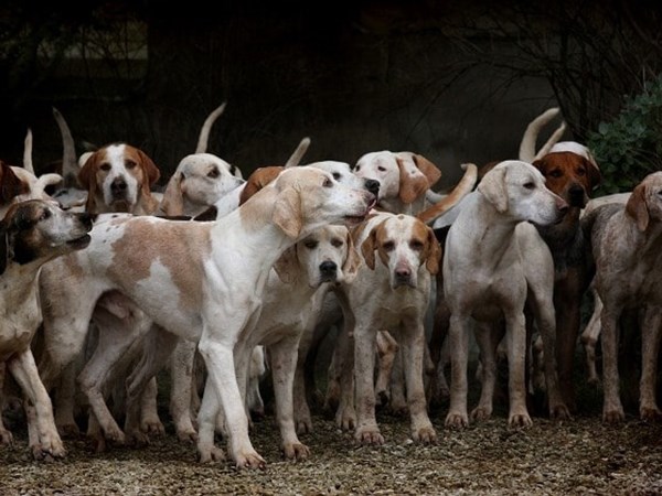 Nằm mơ thấy đàn chó là điềm gì, chọn con gì đổi đời?