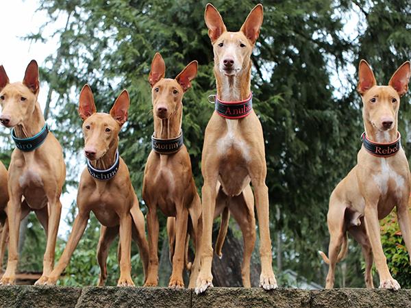 Nằm mơ thấy đàn chó là điềm gì, chọn con gì đổi đời?