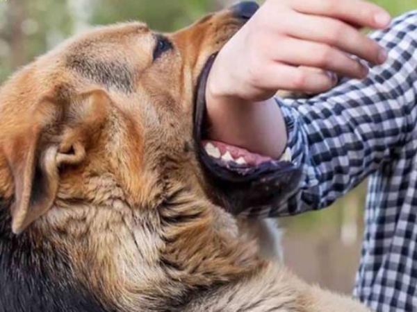 Mơ thấy chó cắn vào tay trái ý nghĩa gì?