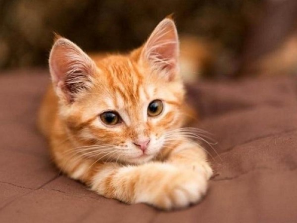 Nằm mơ thấy mèo vàng là điềm gì trong cuộc sống Nằm mơ thấy mèo vàng là điềm gì trong cuộc sống