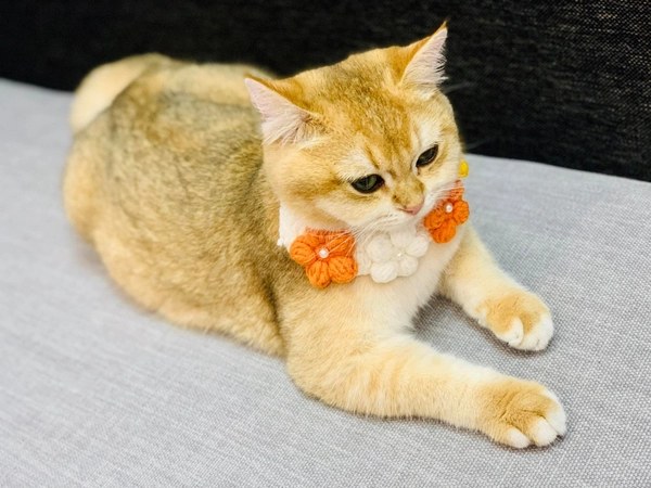 Nằm mơ thấy mèo vàng là điềm gì trong cuộc sống