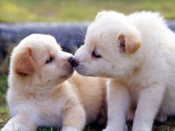 Chiêm bao thấy 2 con chó trắng