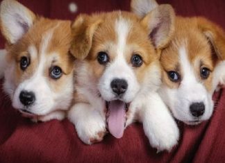 Giải mã nằm mơ thấy 3 con chó là tốt hay xấu, số gì lộc