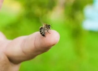 Giải mã nằm mơ thấy ong chích là tốt hay xấu, số gì may?