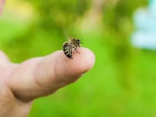 Giải mã nằm mơ thấy ong chích là tốt hay xấu, số gì may?