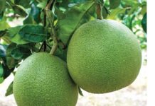 Nằm mơ thấy quả bưởi có con gì may mắn phát lộc Nằm mơ thấy quả bưởi có con gì may mắn phát lộc