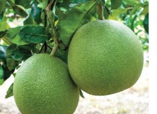 Nằm mơ thấy quả bưởi có con gì may mắn phát lộc Nằm mơ thấy quả bưởi có con gì may mắn phát lộc