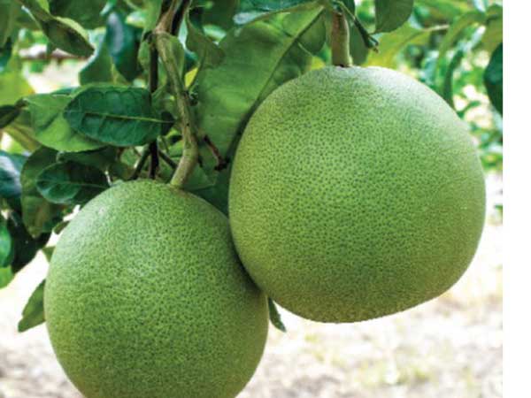 Nằm mơ thấy quả bưởi có con gì may mắn phát lộc