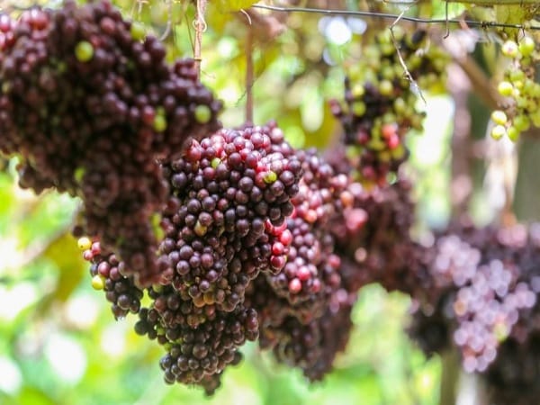 Chiêm bao thấy quả nho tươi ngon và căng mọng