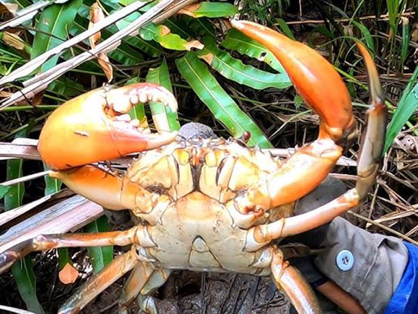 Nằm mơ thấy bắt cua biển là điềm gì, chọn số gì số mấy?