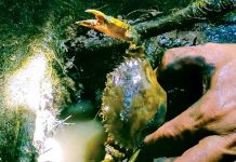 Nằm mơ thấy bắt cua biển là điềm gì, chọn số gì số mấy?