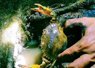 Nằm mơ thấy bắt cua biển là điềm gì, chọn số gì số mấy? Nằm mơ thấy bắt cua biển là điềm gì, chọn số gì số mấy?