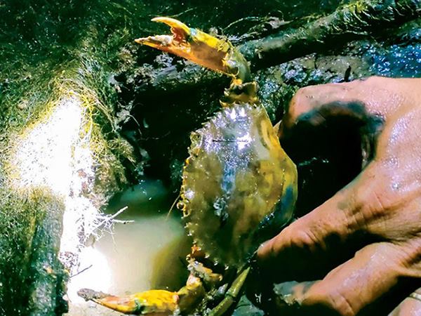 Nằm mơ thấy bắt cua biển là điềm gì, chọn số gì số mấy?