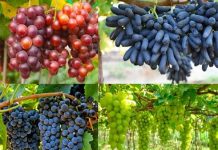 Luận giải nằm mơ thấy quả nho và số mấy dễ gặp may mắn?