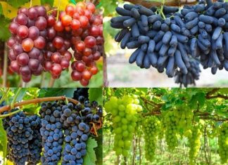 Luận giải nằm mơ thấy quả nho và số mấy dễ gặp may mắn?