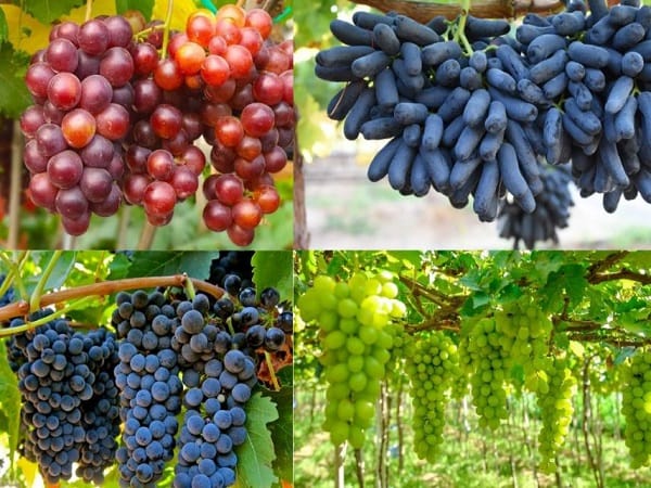 Luận giải nằm mơ thấy quả nho và số mấy dễ gặp may mắn?